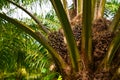 Palm oil fruits on tree in garden Royalty Free Stock Photo