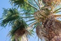 Close up of a palm tree against a blue sky Royalty Free Stock Photo