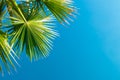 Close-Up Of Palm Tree Against Sky. Palm Tree, Tropical Background Royalty Free Stock Photo