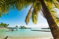 Close up of a palm tree in Bas du Fort beach in Guadeloupe Royalty Free Stock Photo