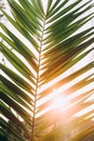 Close Up Of Palm Tree Branch. Sunlight Sun Rays Shine Through Green Leaf Leaves Growing In Palm Branch During Sunrise Or Royalty Free Stock Photo