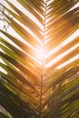 Close Up Of Palm Tree Branch. Sunlight Sun Rays Shine Through Green Leaf Leaves Growing In Palm Branch During Sunrise Or Royalty Free Stock Photo