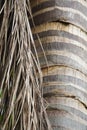 Close up palm tree coconut tree trunk and leaf texture Royalty Free Stock Photo