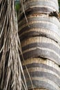 Close up palm tree coconut tree trunk and leaf texture Royalty Free Stock Photo