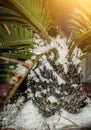 Close-up palm tree covered with snow, concept of cold snap and climate change Royalty Free Stock Photo