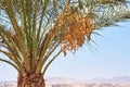 Close up of palm tree with a date fruits Royalty Free Stock Photo