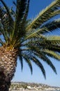 Close up palm tree in foreground with Laguna Beach in the background. California along the Pacific Ocean coastline Royalty Free Stock Photo