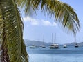 Close up of palm tree fronds with small marina in Caribbean Royalty Free Stock Photo