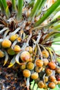 Close up of palm tree fruit - Cycas