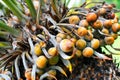 Close up of palm tree fruit - Cycas circinalis