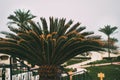 Close-up of a palm tree in a hotel in Egypt Royalty Free Stock Photo