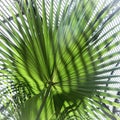 Close up of a palm tree leaf Royalty Free Stock Photo