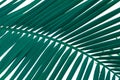 Close up palm tree leaf view. Tropical background Royalty Free Stock Photo