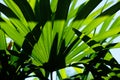 Close up of Palm tree leaves. Light and shadow