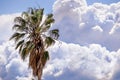 Close up of Palm tree; storm clouds visible in the background; California Royalty Free Stock Photo