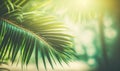 a close up of a palm tree with the sun shining through the leaves Royalty Free Stock Photo