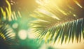 a close up of a palm tree with the sun shining through the leaves Royalty Free Stock Photo