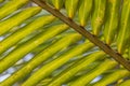 Close up of palm tree with symetrically grown green leaves