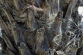 Close-up of a palm tree trunk Royalty Free Stock Photo