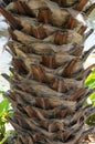 Close up of palm tree trunk with dried leaf fronds Royalty Free Stock Photo