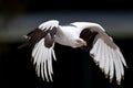 Close-up of a Palm vulture eagle (Gypohierax angolensis) in flight on a dark background