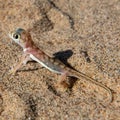 Close up of Palmato Gecko