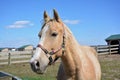A palomino horse out in the ranch corral. Royalty Free Stock Photo