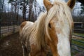 Close-up Palomino Horse with Flowing Mane in Autumn Rural Setting Royalty Free Stock Photo