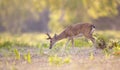 Close up of a Pampas deer grazing at sunset Royalty Free Stock Photo