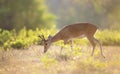 Close up of a Pampas deer grazing at sunset Royalty Free Stock Photo