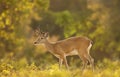 Close up of a Pampas deer in the meadow Royalty Free Stock Photo