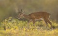 Close up of a Pampas deer at sunset