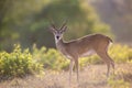 Close up of a Pampas deer at sunset