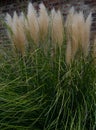 Close Up of Pampas Grass Against a Brick Wall Royalty Free Stock Photo