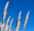 Close up of Pampas Grass flowering plumes of white - gray plumes under a magnificent blue sky. Argentina Royalty Free Stock Photo