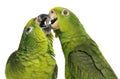 Close-up of a Panama Amazon and Yellow-crowned Amazon pecking