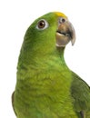 Close-up of a Panama Yellow-headed Amazon (5 months old) isolate