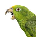 Close-up of a Panama Yellow-headed Amazon (5 months old) with it