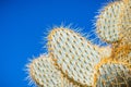 Close up of Pancake prickly pear Opuntia Chlorotica, Joshua Tree National Park, south California