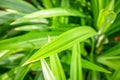 Close-up of Pandan leaves Pandanus amaryllifolius in garden with sunlight