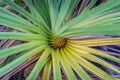 Close up of pandan or pandanus plant with spiral leaves base