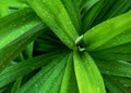 Wet pandan plant leaves Royalty Free Stock Photo