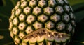 Close-up of a Pandanus Fruit Royalty Free Stock Photo