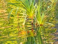 Close up of a pandanus growing at a waterfall in litchfield national park
