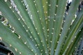 Pandanus odoratissimus or pine thorny green plant