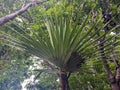 A close up of Pandanus utilis leaves Royalty Free Stock Photo