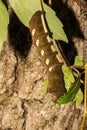 Pandora Sphinx Moth Larva