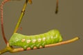 Pandorus Sphinx Caterpillar - Eumorpha pandorus