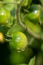 Close-up of a panicle with small green tomatoes with rain drops