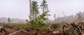 Close up on panorama view at large clearing with a cut down forest, foggy pine tree forest edge. New forest will be planted here